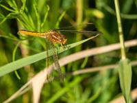 Frühe Heidelibelle Weibchen